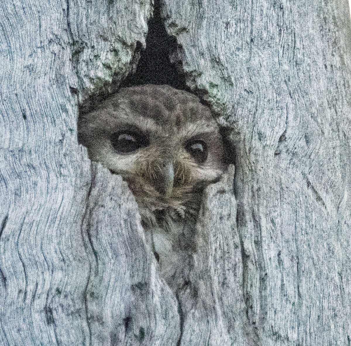 Bare-legged Owl - Richard Thunen