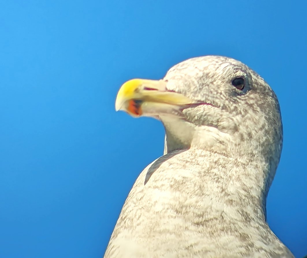 Western x Glaucous-winged Gull (hybrid) - ML611265778