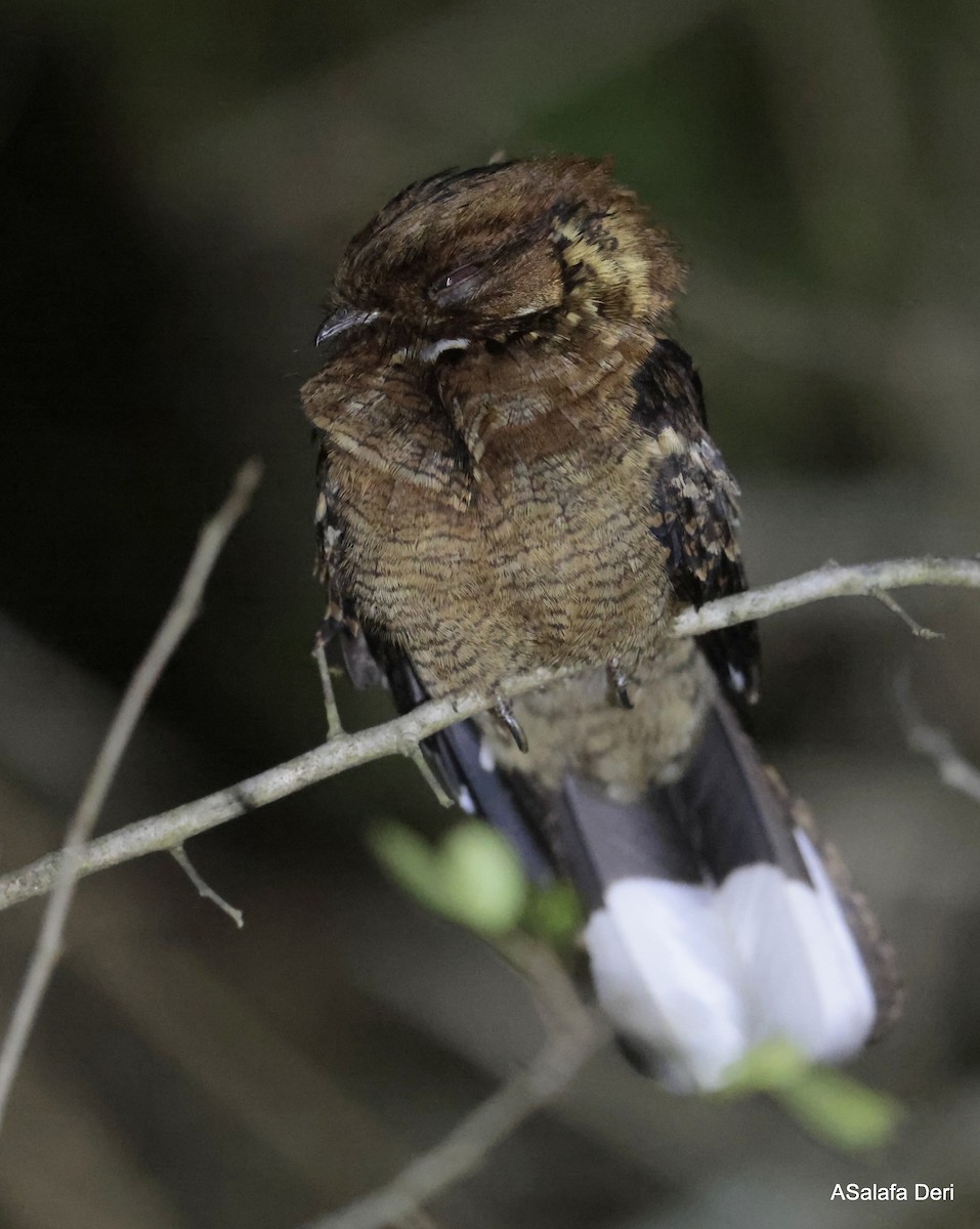 Fiery-necked Nightjar (Black-shouldered) - Fanis Theofanopoulos (ASalafa Deri)