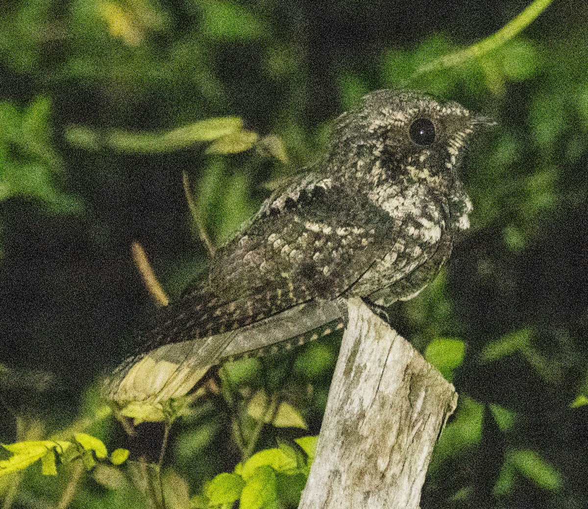 Cuban Nightjar - Richard Thunen