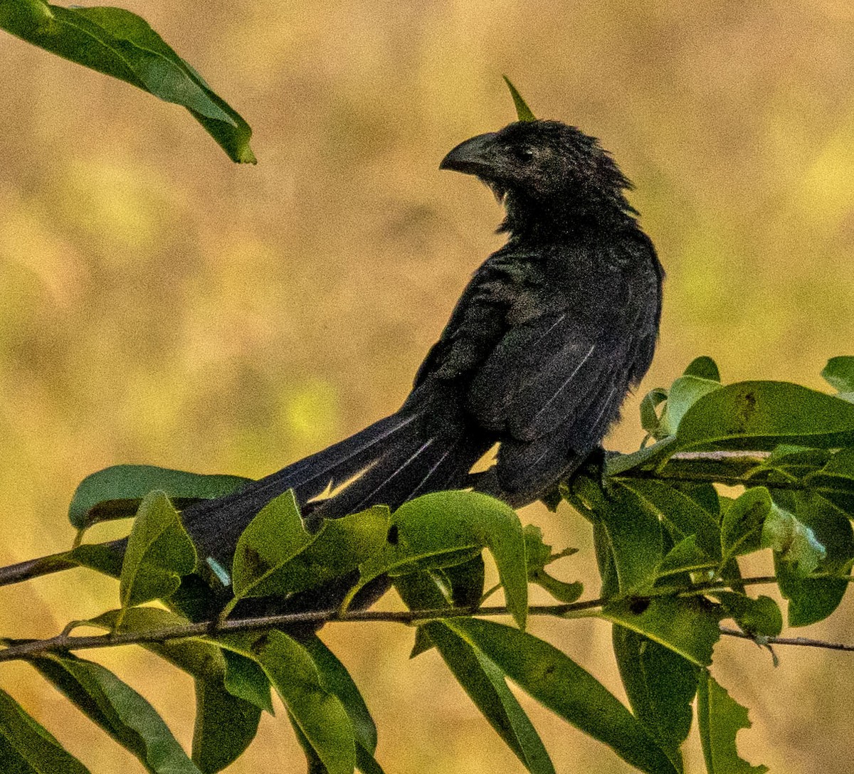 Smooth-billed Ani - Richard Thunen