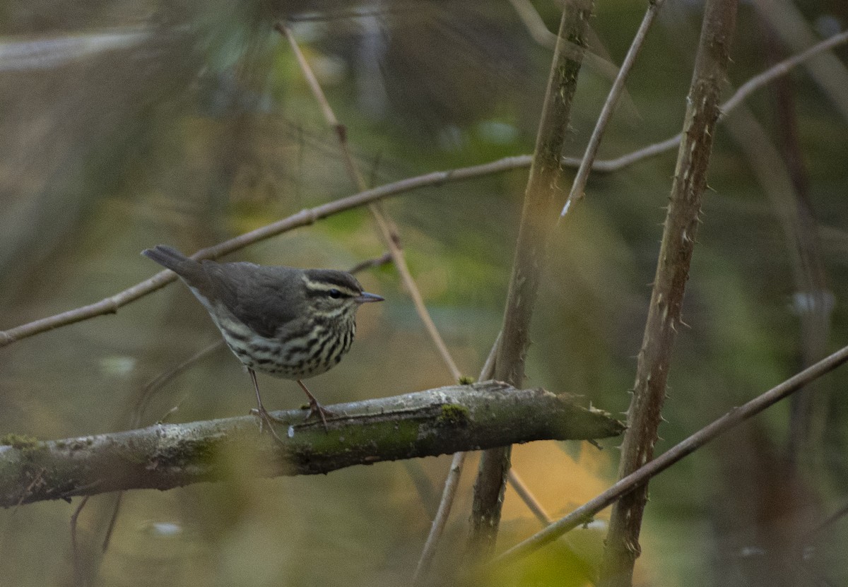 Northern Waterthrush - ML611265869