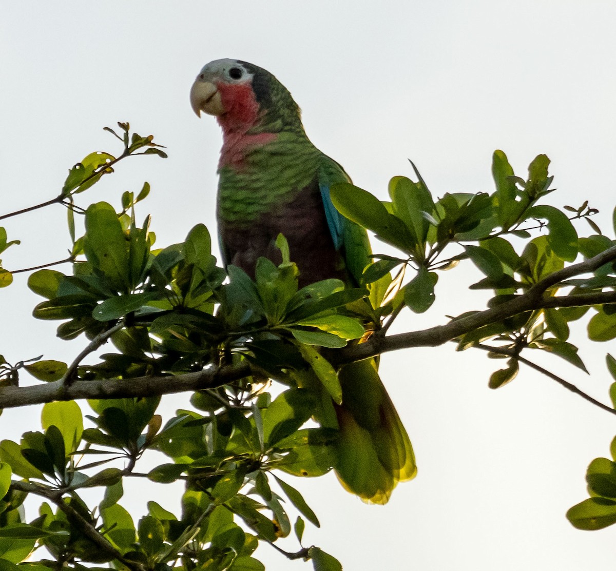 Cuban Parrot (Cuban) - Richard Thunen