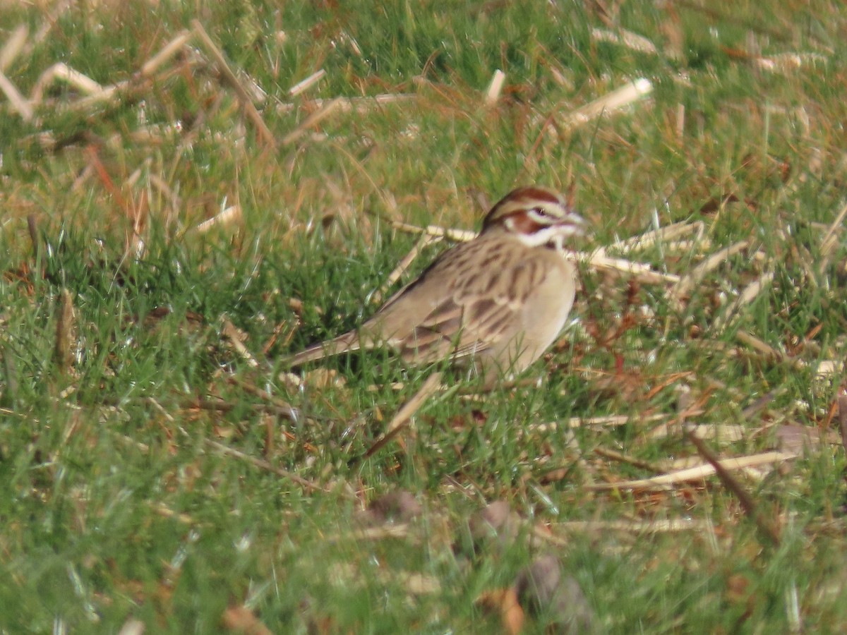 Lark Sparrow - ML611265911