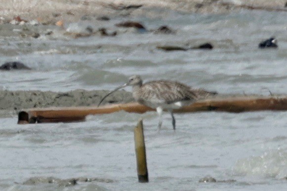 Eurasian Curlew - ML611265948