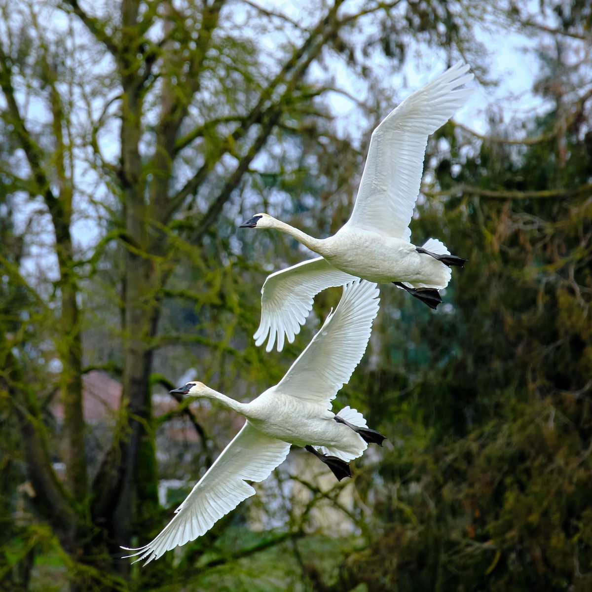 Trumpeter Swan - ML611265962