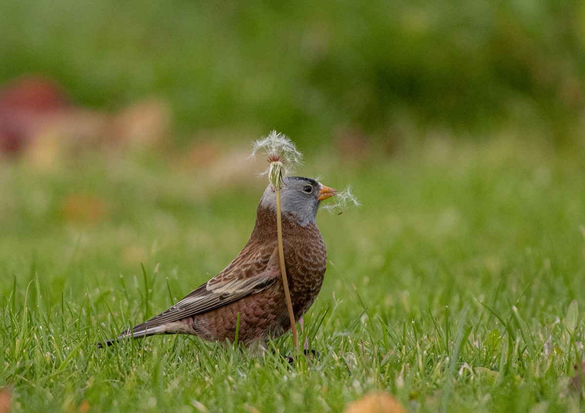 Pinzón Montano Nuquigrís (littoralis) - ML611265984