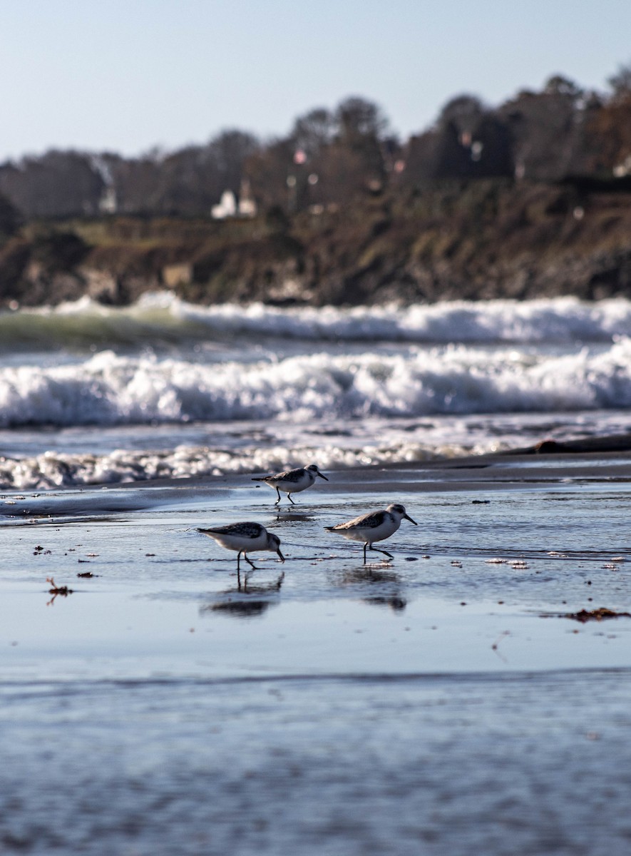 Sanderling - Nolan Casimir