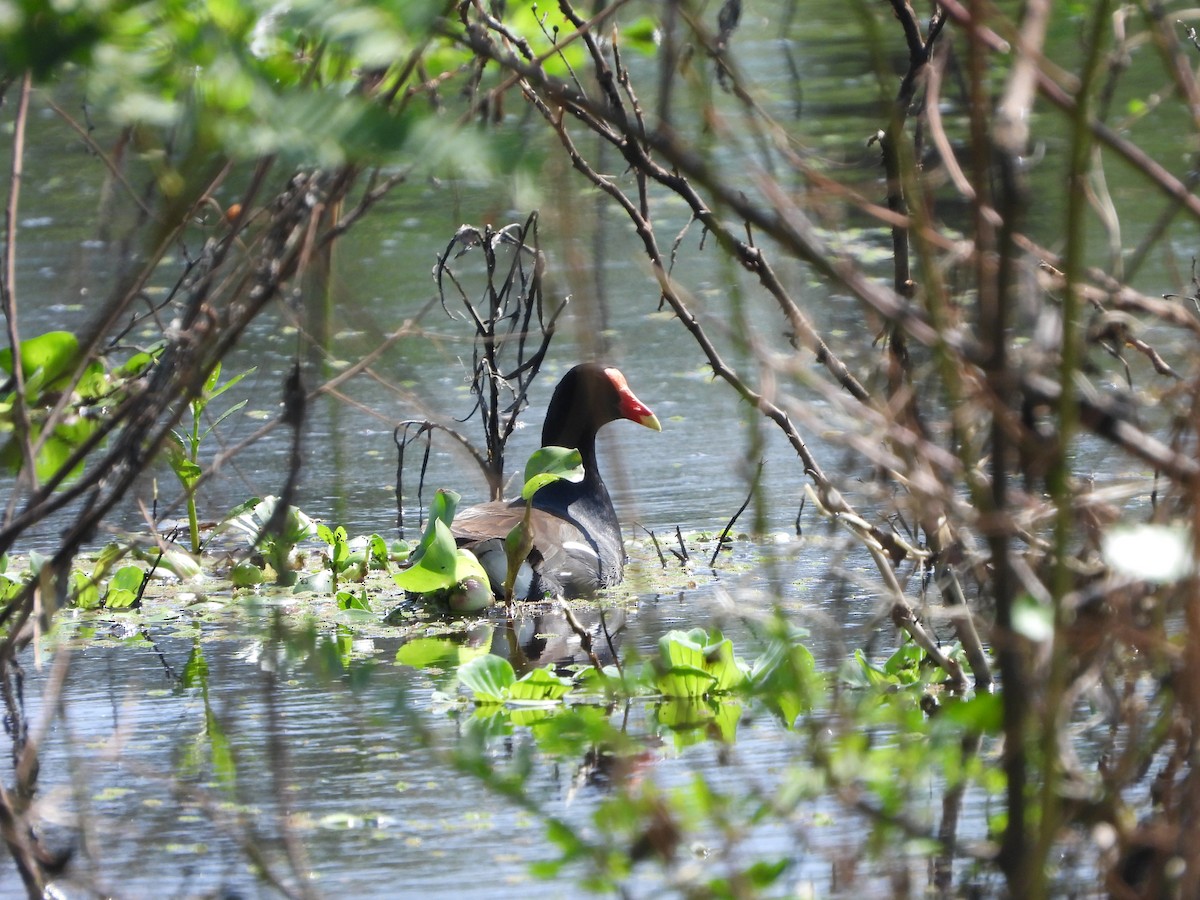 Gallinule d'Amérique - ML611266021