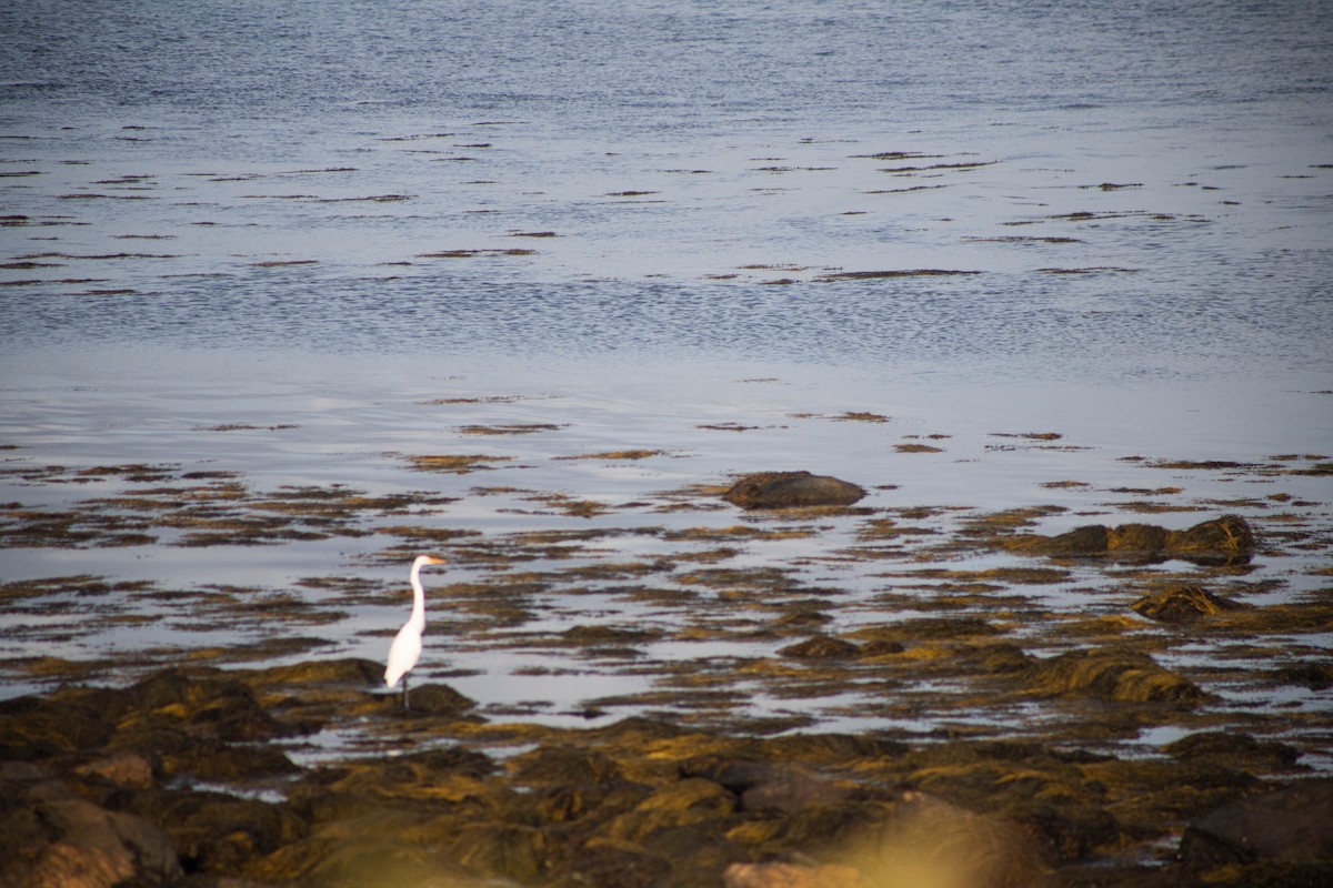 Great Egret - ML611266048