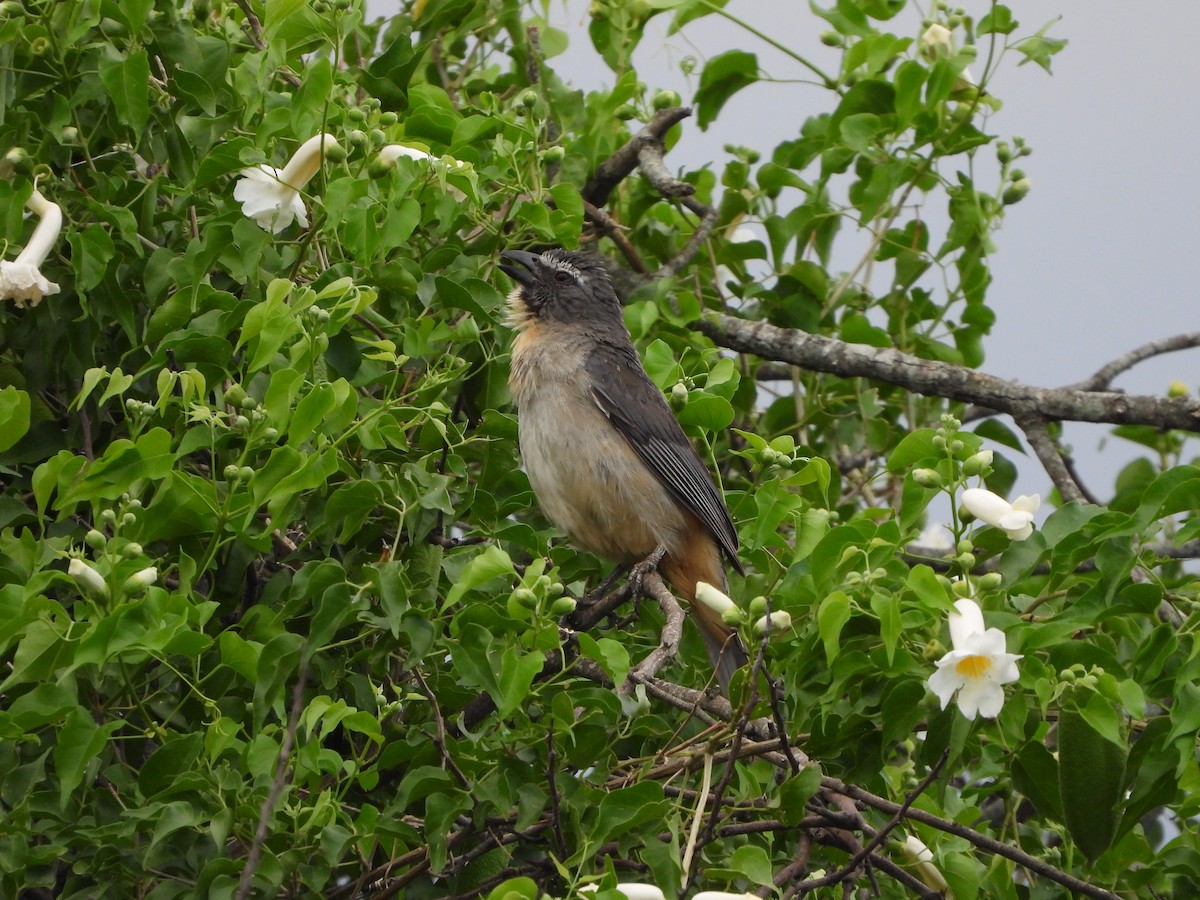 Pepitero Grisáceo del Amazonas - ML611266051