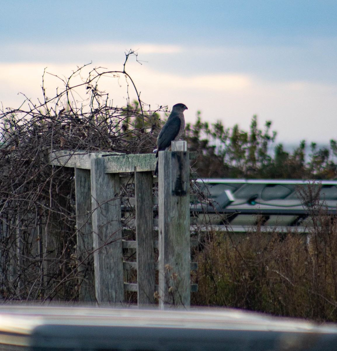 Cooper's Hawk - ML611266055