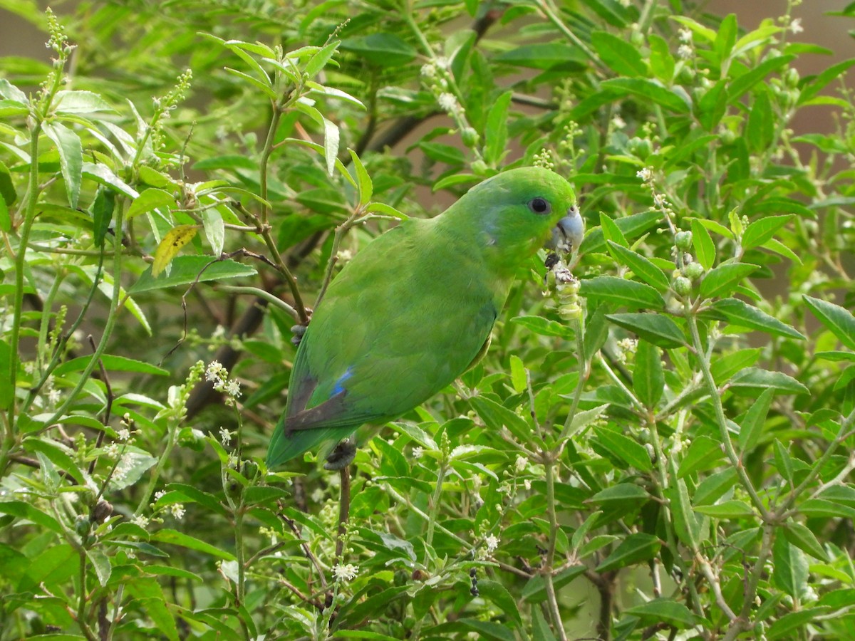 Папуга-горобець синьокрилий - ML611266061