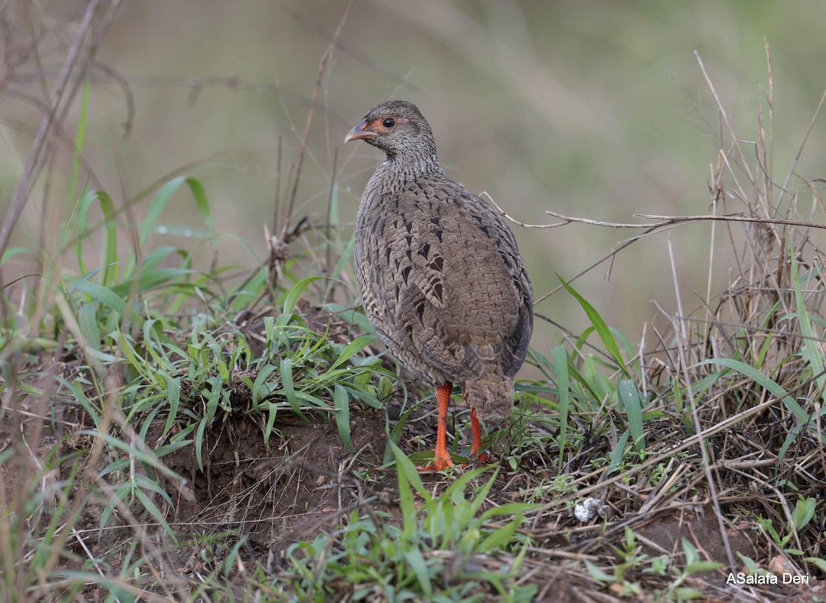 Red-necked Spurfowl (Cranch's) - ML611266108