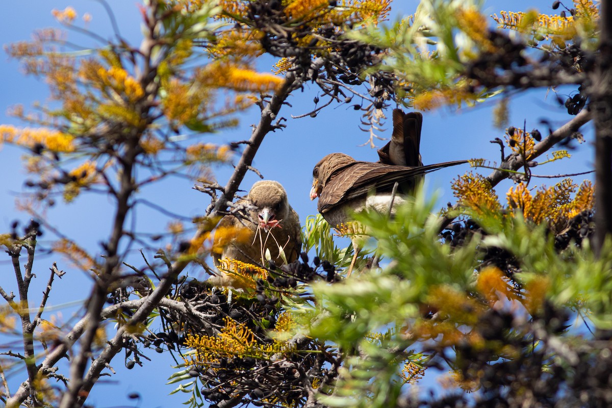 Chimango Caracara - Ariel Cabrera Foix