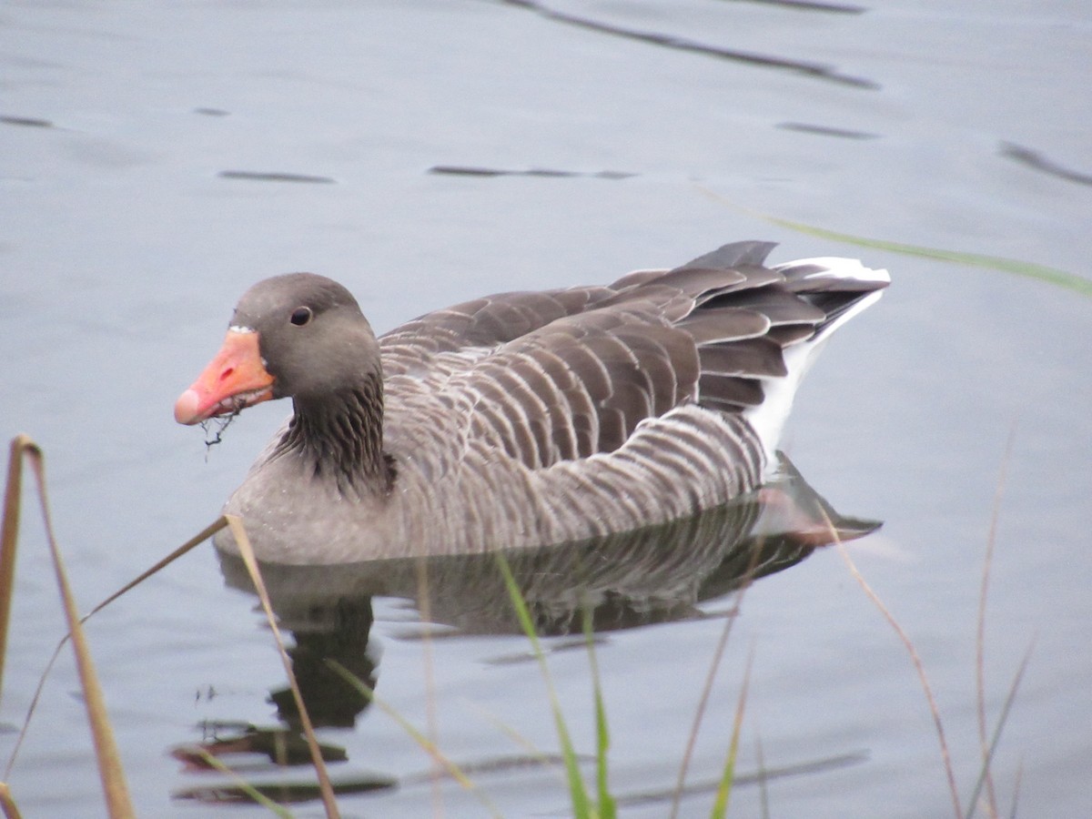 Graylag Goose - ML611266304