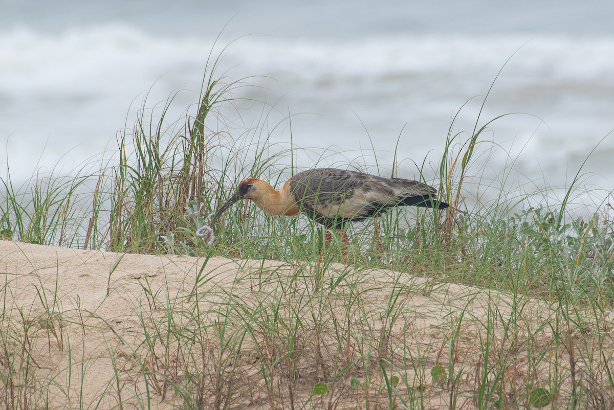 Buff-necked Ibis - ML611266360