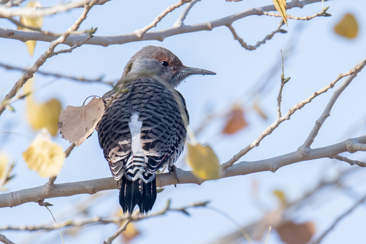 Northern Flicker (Red-shafted) - Jeff Bleam