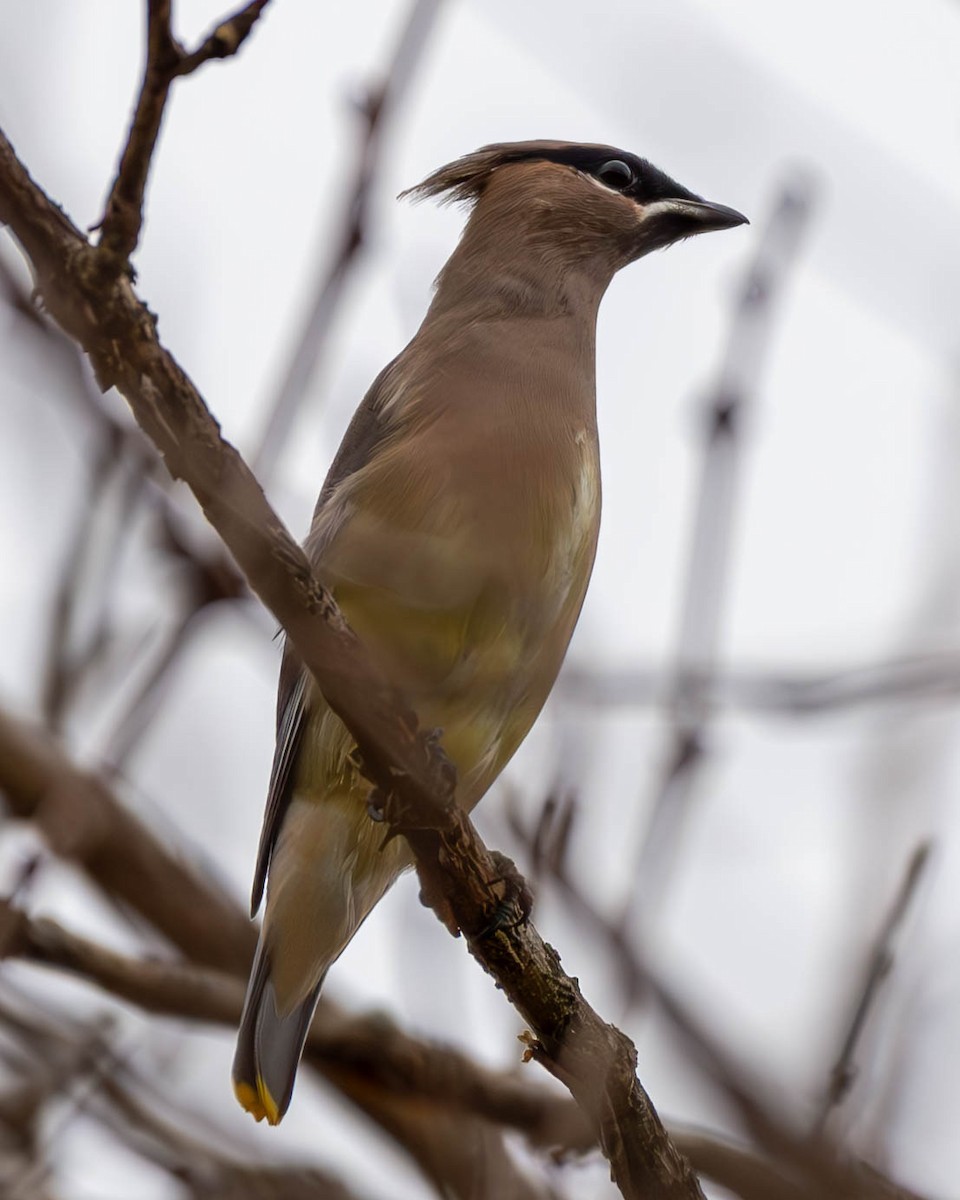 Cedar Waxwing - Andrew Nasuti