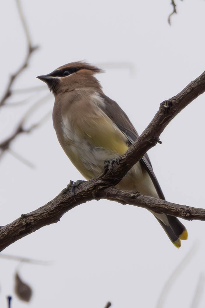 Cedar Waxwing - ML611266387