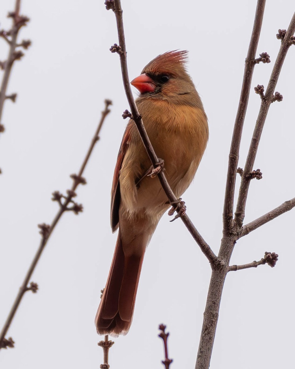 Northern Cardinal - ML611266397