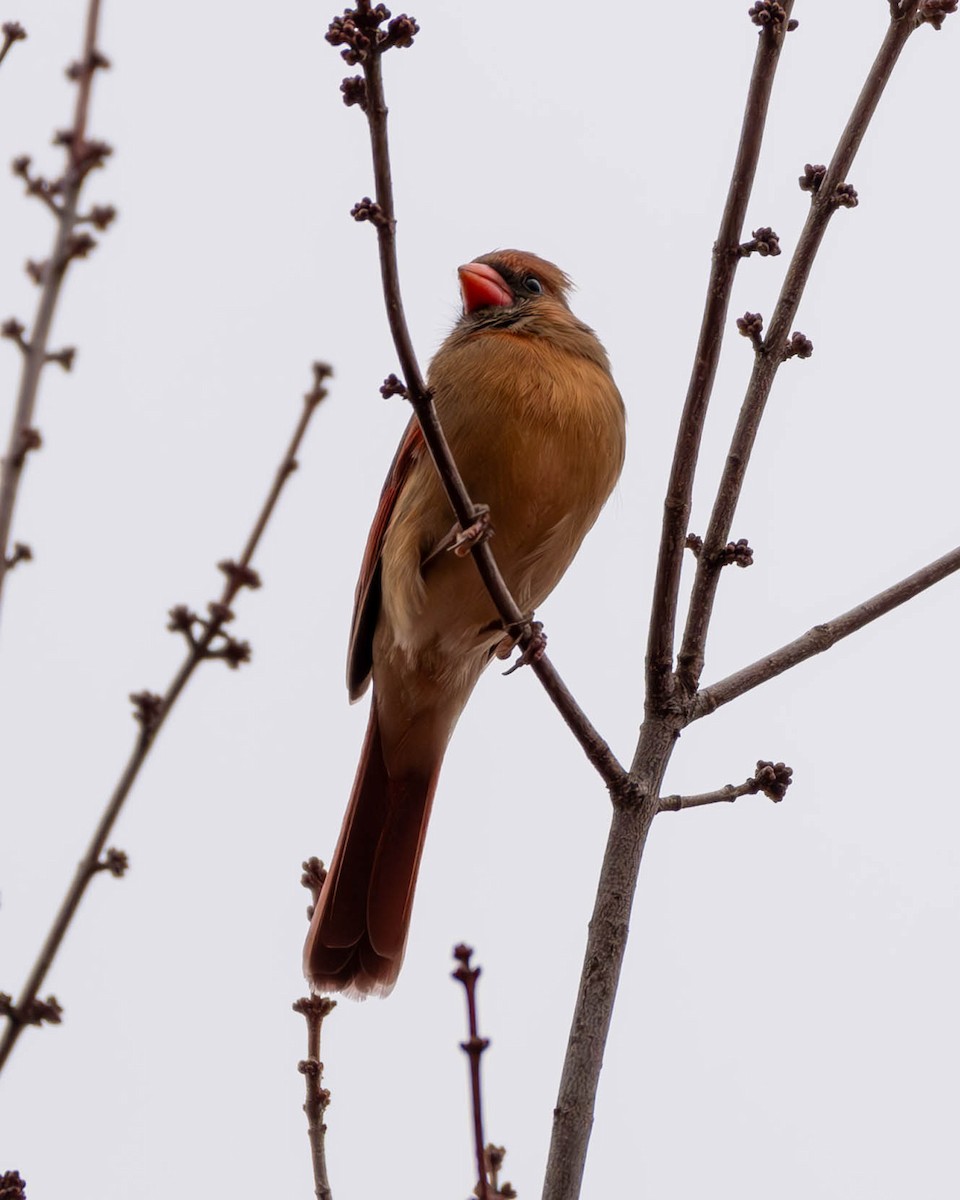 Northern Cardinal - ML611266398