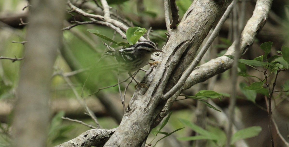 Black-and-white Warbler - ML611266437