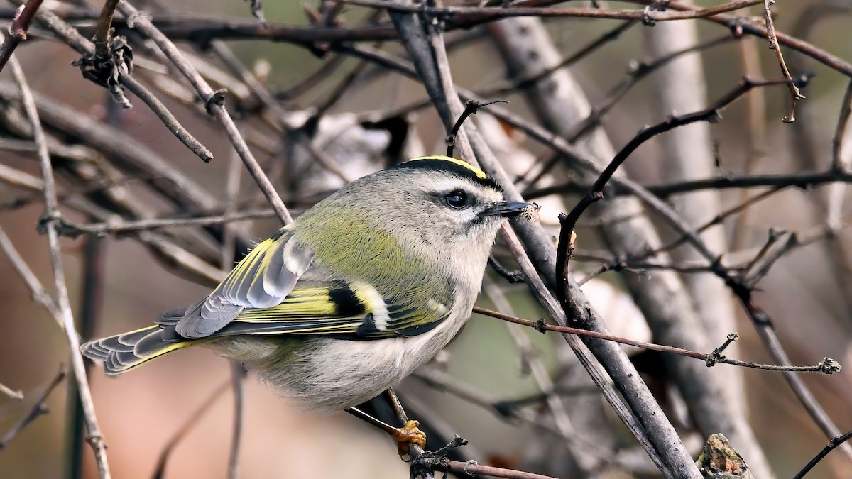 Golden-crowned Kinglet - ML611266485