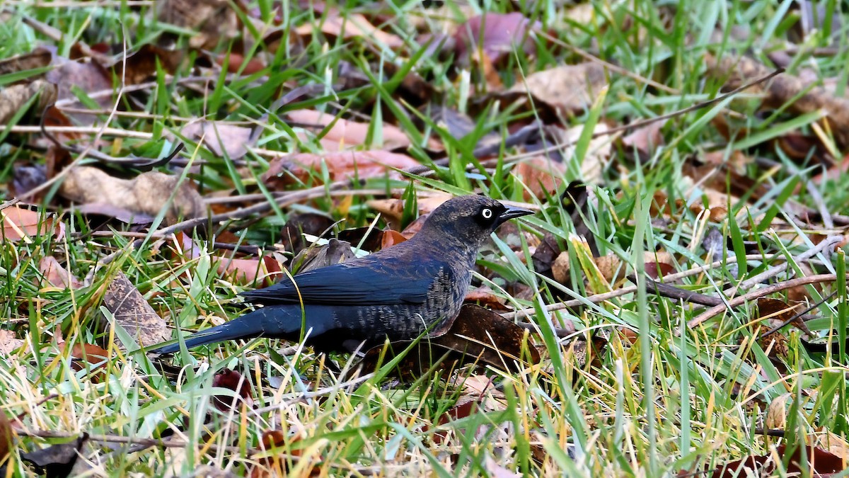 Rusty Blackbird - ML611266517