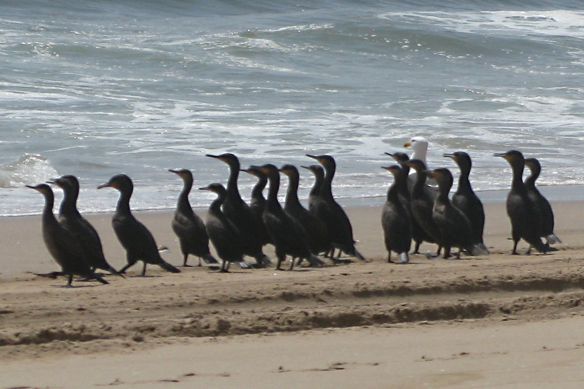 Cormorán de Bajío - ML611266641