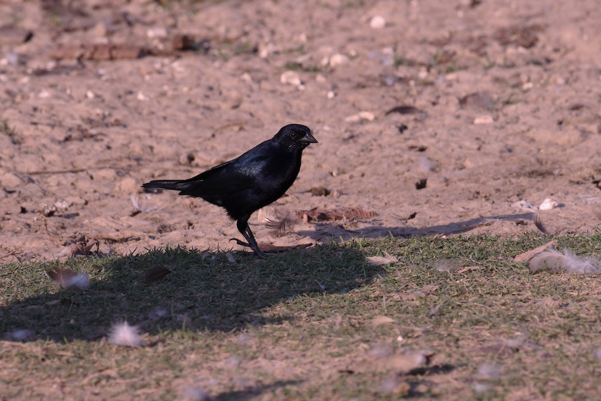 ナキコウウチョウ - ML611266687