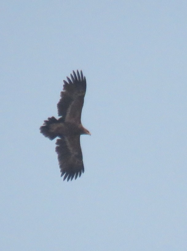 Águila Esteparia - ML611266714