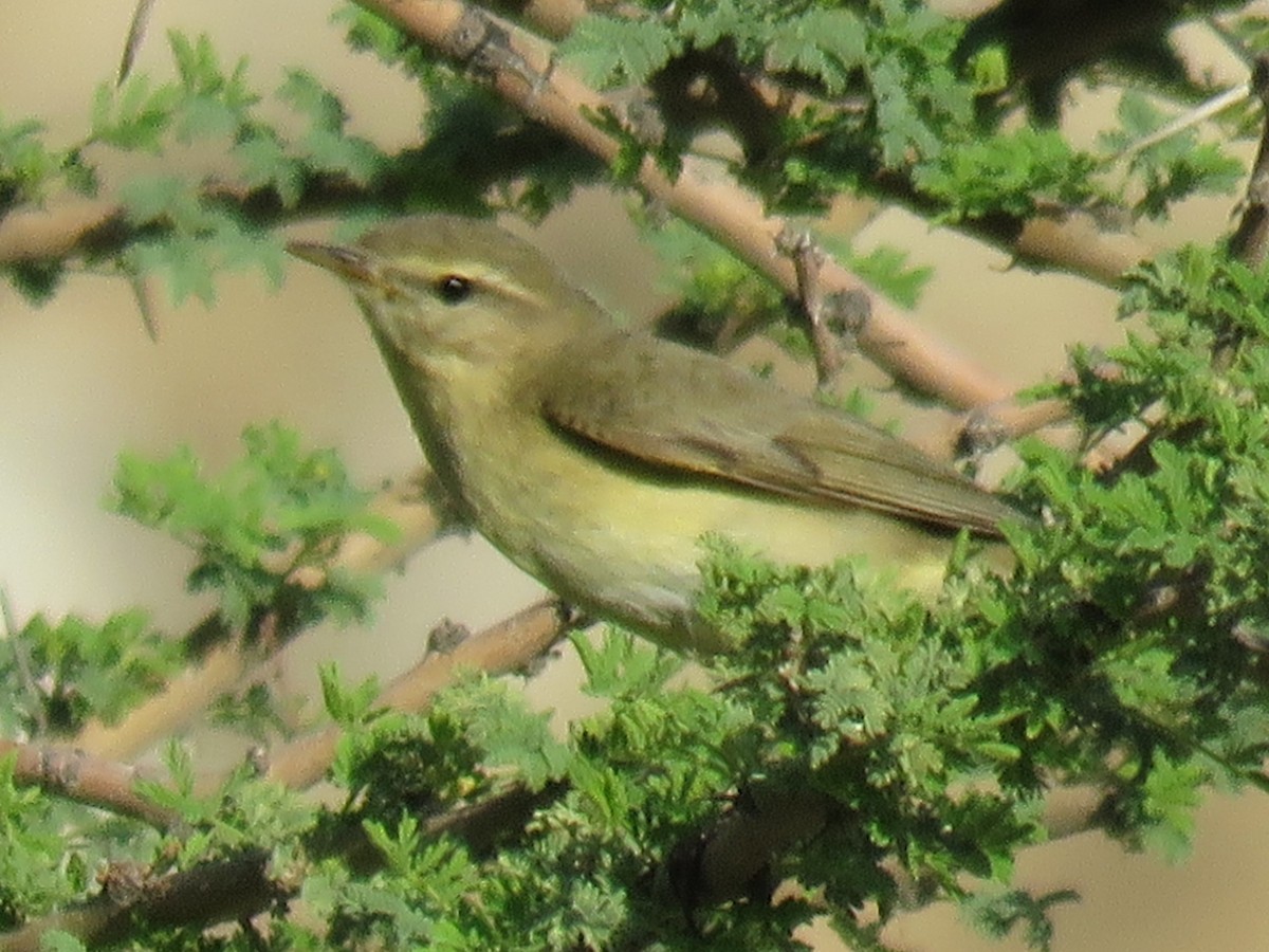 Common Chiffchaff - ML611266725