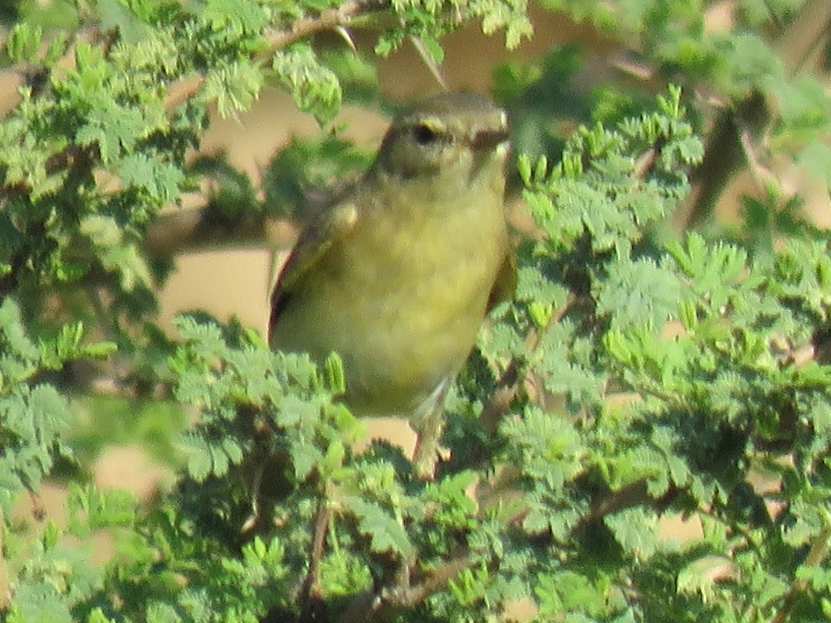 Common Chiffchaff - ML611266726