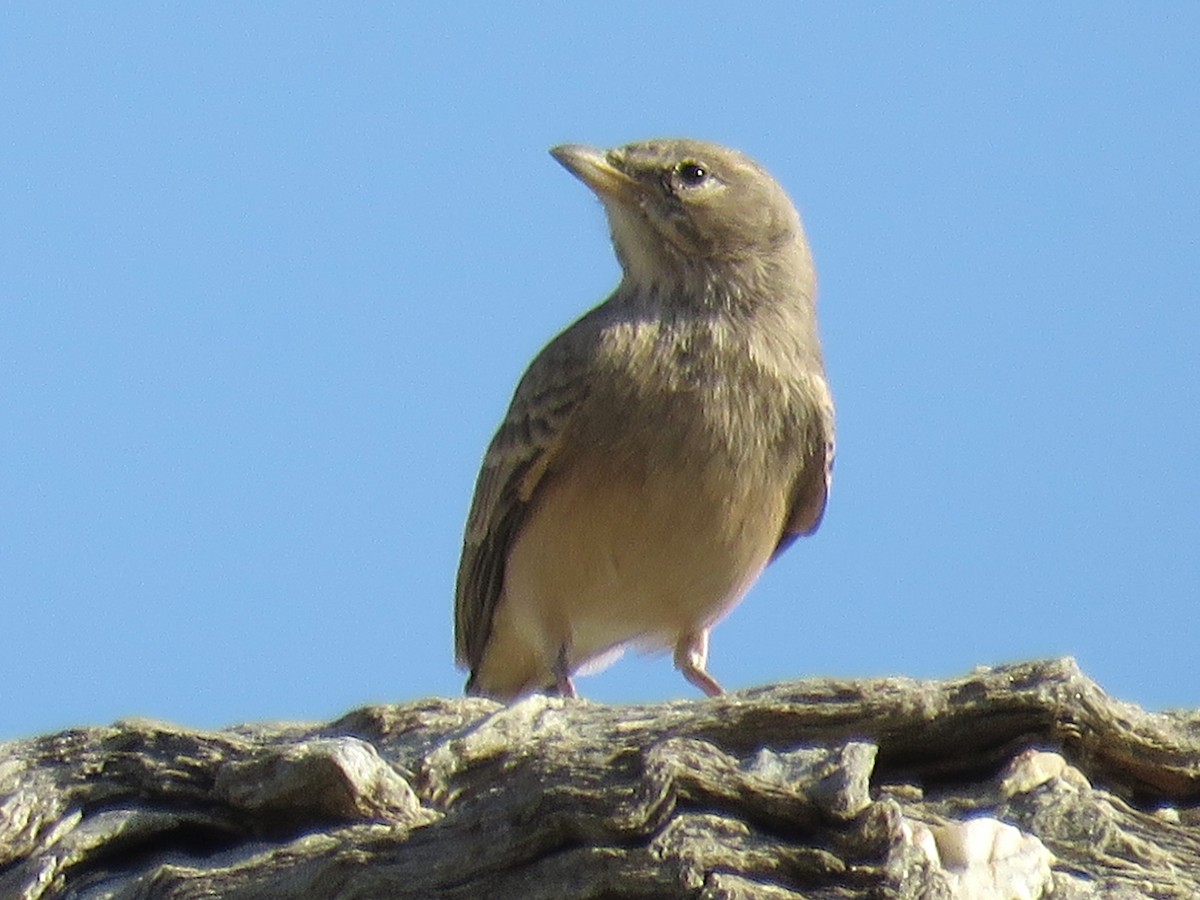 Desert Lark - Stephen Taylor