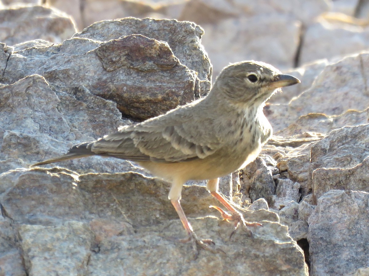 Desert Lark - ML611266747