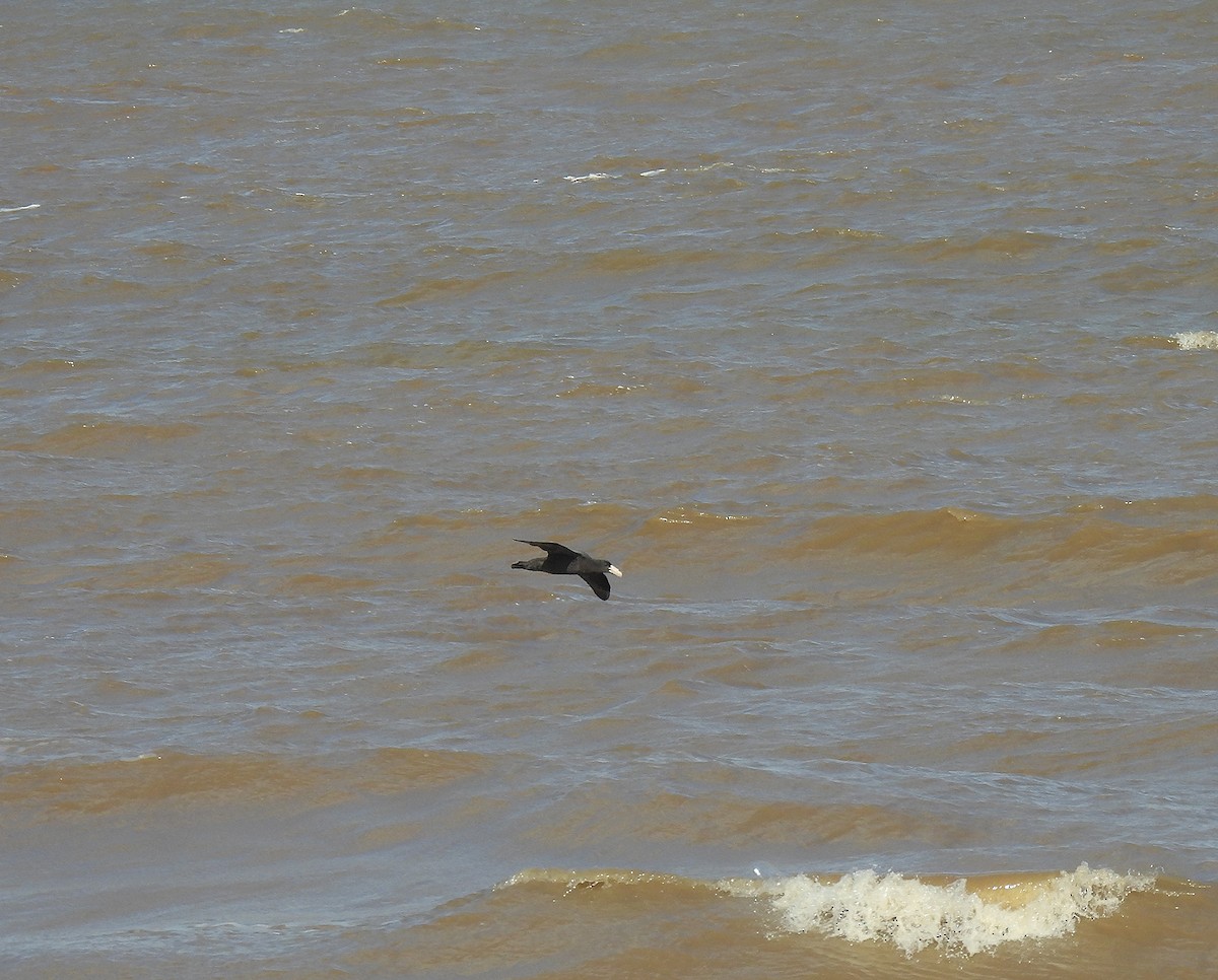 Southern Giant-Petrel - ML611266770