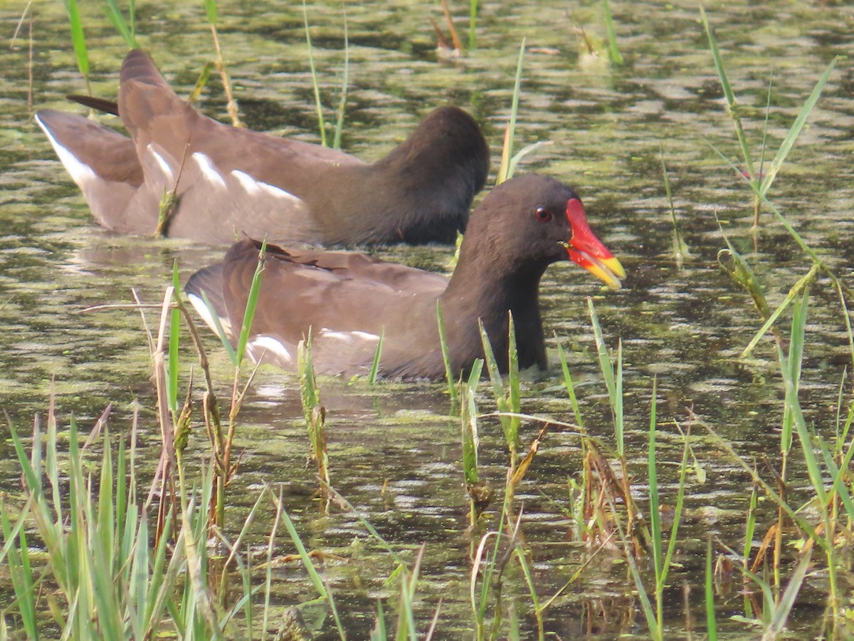 Eurasian Moorhen - ML611266785