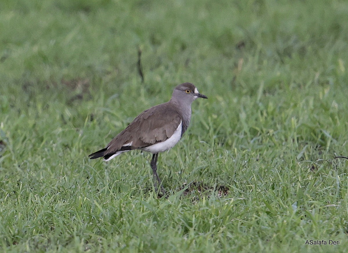 Senegal Lapwing - ML611266877