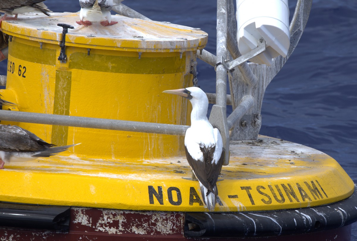 Nazca Booby - ML611266890