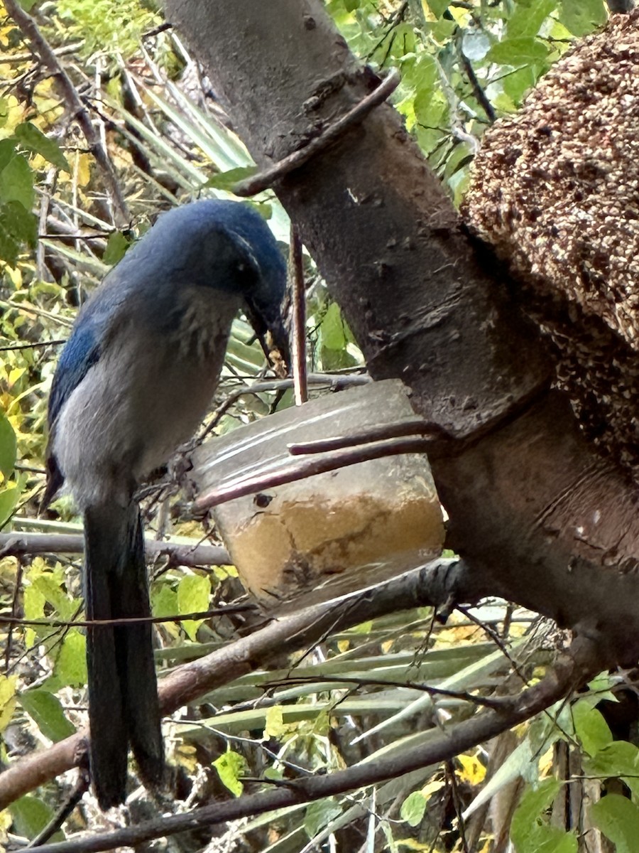 Woodhouse's Scrub-Jay - ML611266927