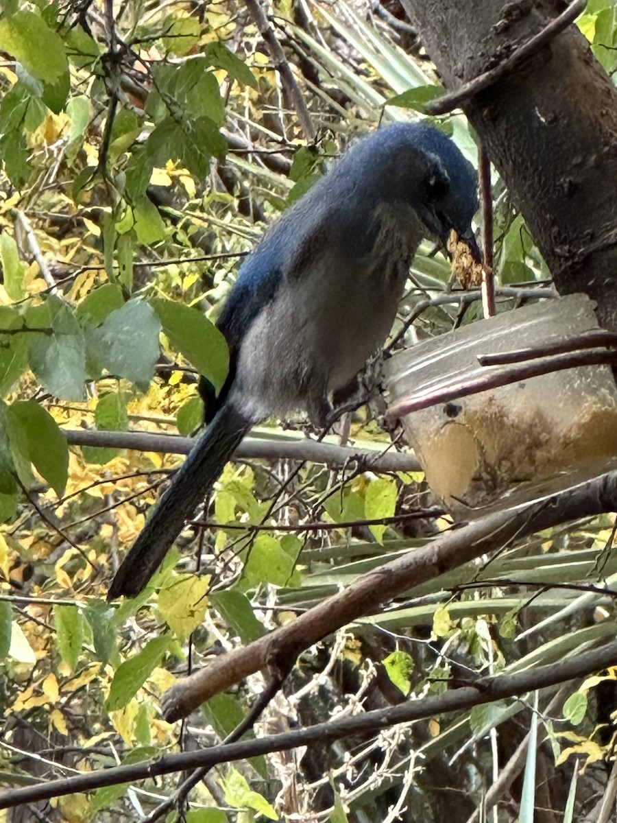 Woodhouse's Scrub-Jay - ML611266928