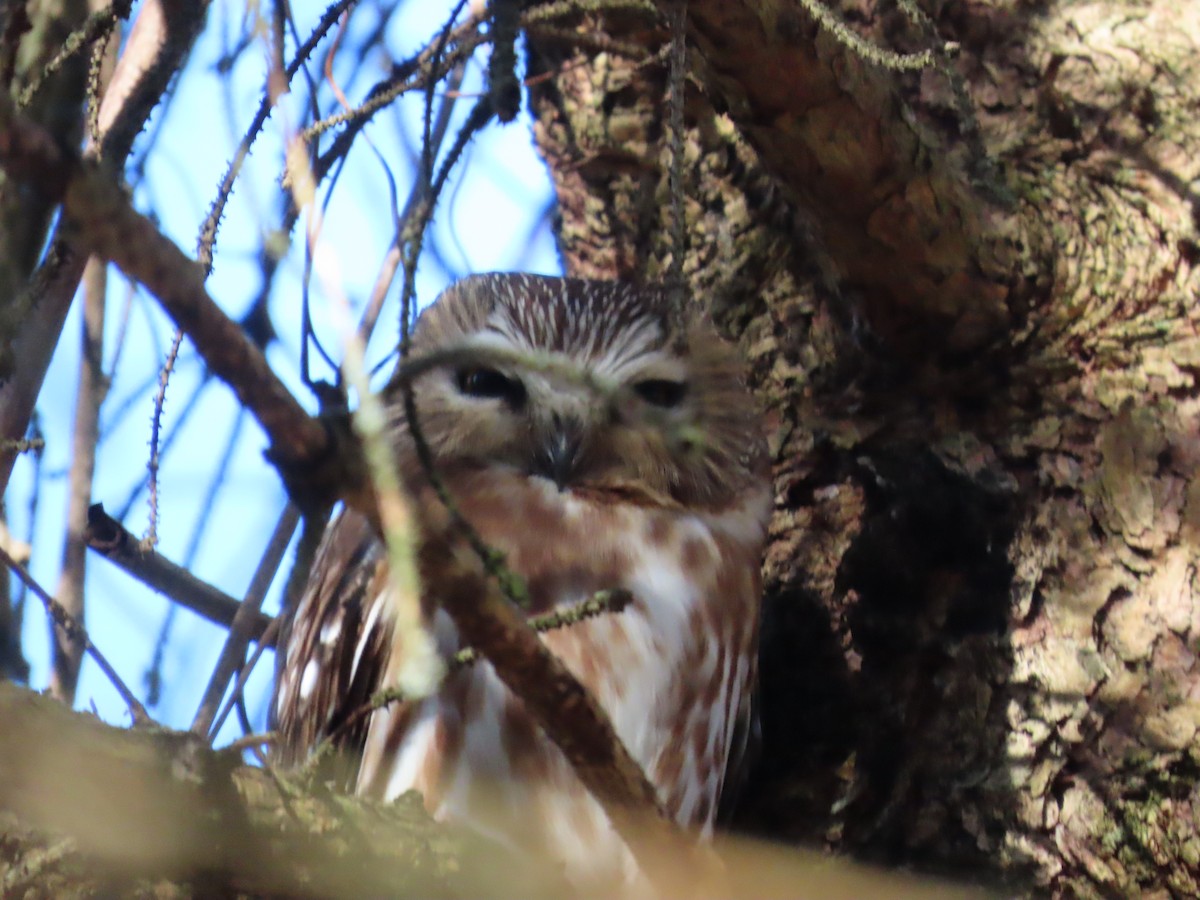 Northern Saw-whet Owl - dave chase