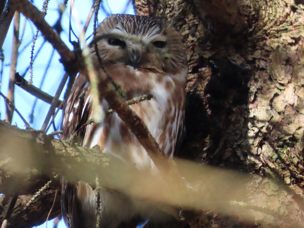 Northern Saw-whet Owl - dave chase
