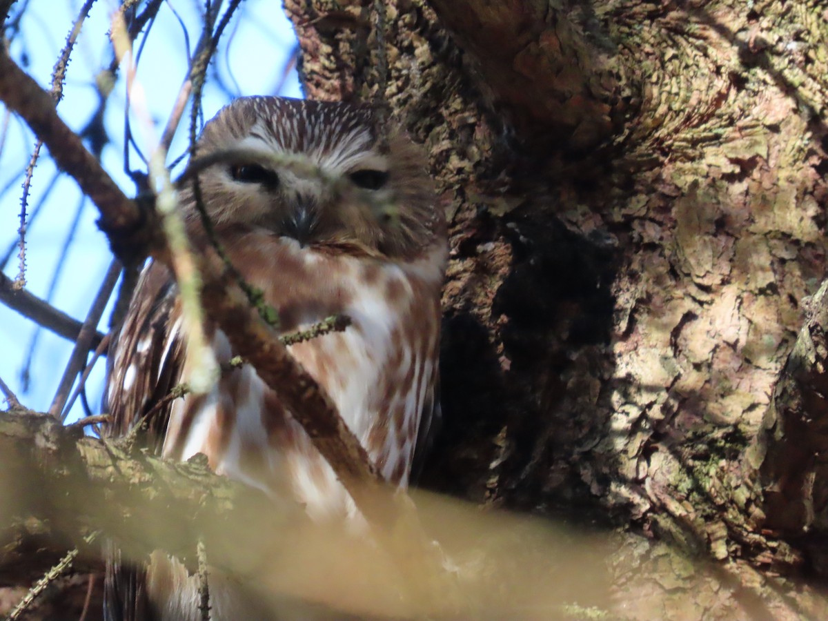 Northern Saw-whet Owl - dave chase