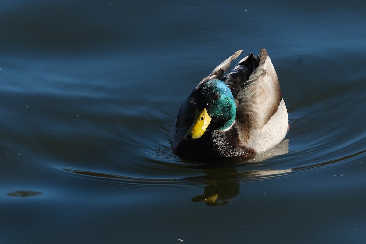 Mallard - ML611267004