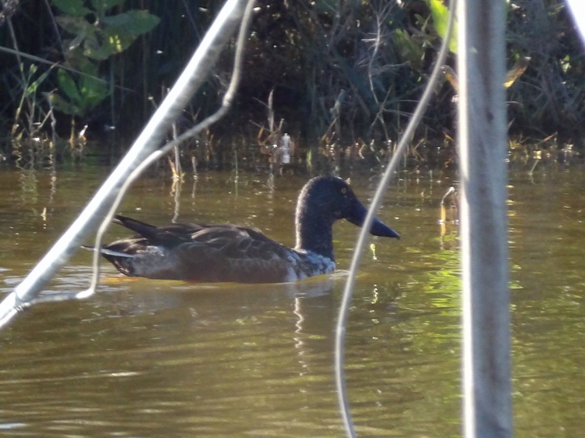 Northern Shoveler - ML611267089