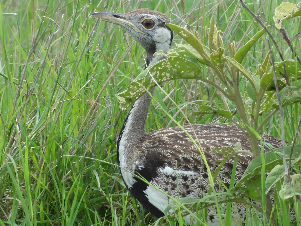 Hartlaub's Bustard - ML611267129