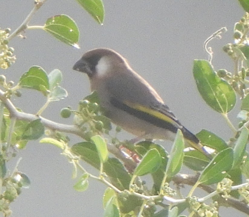 Arabian Grosbeak - Alex Bevan