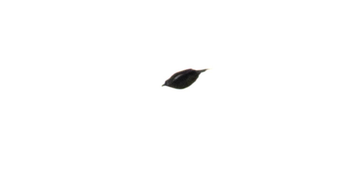 Madagascar Starling - ML611267262